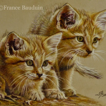 Two Sandcat kittens - 13 hours
Sand Pastelmat
5" x 7"
Ref.: My own photo